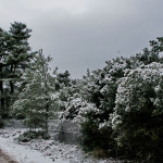 Διακοπή της κυκλοφορίας στη Λεωφόρο Πάρνηθος λόγω παγετού