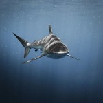 Αυστραλία: Τρομακτική επίθεση καρχαρία σε 29χρονη στο λιμάνι του Σίδνεϊ