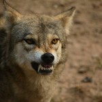 Καβάλα: Σκύλος Επιτέθηκε Σε 7χρονο