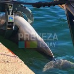 Πρέβεζα: Δελφίνι Ξεβράστηκε Νεκρό Στο Λιμάνι
