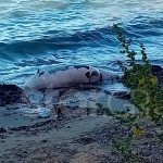 Καβούρι: Νεκρή Φώκια Σε Ακτή