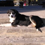 Σκυλίτσα Χάθηκε Στα Σύνορα Και Βρέθηκε Σερβία 1 Χρόνο Μετά