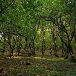 3rd Ipsilantis Trail: Ένας μοναδικός αγώνας δρόμου μέσα στη Φύση