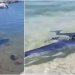 Γλυφάδα: Εμφάνιση γαλάζιου καρχαρία στα ρηχά - «Είναι τελείως άκακο»