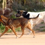 Μεσσηνία: Επίθεση σκύλου σε 6χρονο κορίτσι - Μεταφέρθηκε σε νοσοκομείο