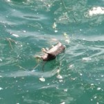 Θεσσαλονίκη: Νεκρά Ποντίκια Γέμισε Ο Θερμαϊκός