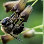 Μυτιλήνη: Σμήνος Μελισσών Επιτέθηκε Σε Επιβάτες ΙΧ