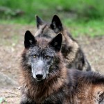 Θεσσαλονίκη: Αποζημίωση Μαμούθ Για Θανατηφόρα Επίθεση Σκύλου