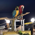 Χαλκιδική: Πρόστιμο 20.000 Ευρώ Για Κακοποίηση Παπαγάλων