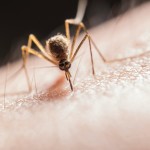 Ιός Δυτικού Νείλου: Πρώτο Κρούσμα Στην Ελλάδα