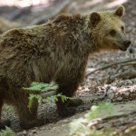 Άργος Ορεστικό: Αρκούδα Έκοβε Βόλτες Στο Κέντρο Της Πόλης