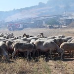 Τι Είναι Η Πανώλη Στα Αιγοπρόβατα; Κινδυνεύουν Οι Άνθρωποι;