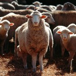 Πανώλη Στα Αιγοπρόβατα