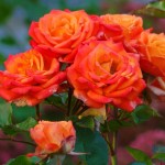 Εορτολόγιο