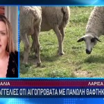 Πανώλη Αιγορποβάτων