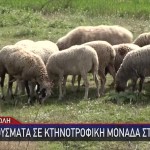 Πανώλη Αιγοπροβάτων