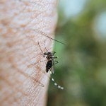Ιός Δυτικού Νείλου: Νεκροί Και Κρούσματα Σε Όλη Την Ελλάδα