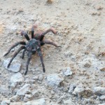 Ηλεία: Χαροπαλεύει Μετά Από Τσίμπημα Αράχνης