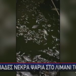 Nεκρά Ψάρια Στο Λιμάνι Του Βόλου