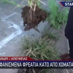 Χαλάνδρι: Φύτρωσαν Δένδρα Σε Ακαθάριστα Φρεάτια