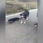 Λευκάδα: Ιερέας Είχε Αλυσοδεμένα Σκυλιά Και Τα Έσερνε