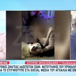 Βόλος: Σύλληψη 31χρονου Για Σφαγή Αδέσποτων Ζώων