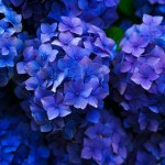 Εορτολόγιο