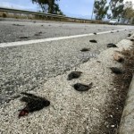 Αργολίδα: Νεκρά Πουλιά Γέμισαν Τους Δρόμους