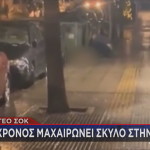 Κυψέλη μαχαίρωμα σκύλου