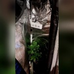 Φθιώτιδα: Εντόπισαν Ναρκωτικά Και Οπλοστάσιο