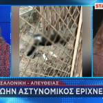 φόλες σε γάτες στη Θεσσαλονίκη