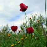 Καιρός: Μετά Τα 30αρια... Χειμωνιάτικη Φωτοβολίδα