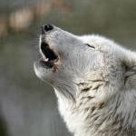 Dire Wolf: Οι Ανταρόλυκοι Επέστρεψαν Μετά Από 10.000 Χρόνια