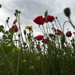 Καιρός: Πρωτομαγιά Με Καταιγίδες - Πότε Φτιάχνει