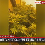 Χωράφι με κάνναβη σε διαμέρισμα στο Παλαιό Φάληρο