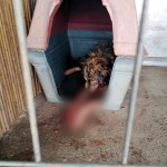 Κορωπί: Καταγγελία Για Κακοποίηση Ζώων