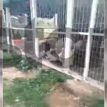 Κορωπί: Εικόνες Φρίκης Σε Χώρο Φιλοξενίας Αδέσποτων Ζώων