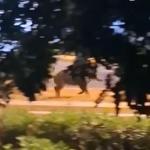 Ραφήνα: Αγριογούρουνο Τρέχει Στη Μέση Του Δρόμου