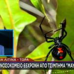 Αγρίνιο: Στο νοσοκομείο 65χρονη μετά από τσίμπημα αράχνης «μαύρης χήρας»