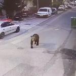 Γρεβενά: Αρκούδα Έκοβε Βόλτες Στην Πόλη