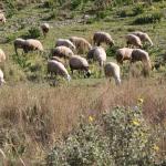 ΟΠΕΚΕΠΕ: Πρόστιμο Στην Ελλάδα Για Παράνομες Επιδοτήσεις