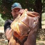 Βόλος: Έβγαλε Ροφό 72 Κιλών