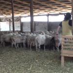 Θεσσαλία: Nέα Έξαρση Ευλογιάς Στα Αιγοπρόβατα