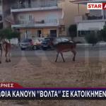 Κόκκινα Ελάφια: Μόλις 34 Έχουν Απομείνει Στην Πάρνηθα