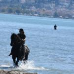 Θάσος: Αφηνιασμένο Άλογο Τραυμάτισε 5χρονη