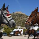 Λέσβος: 20χρονος Τραυματίστηκε Από Άλογο Στο Κεφάλι