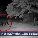 ΑΡΚΟΥΔΑ – ΚΟΤΕΤΣΙ - ΔΡΑΜΑ