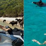 Παναγιώταρου - Αλεξανδράκη: Βρήκαν... Γουρούνια Στη Θάλασσα!