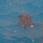 Route 360: Μια Ξεχωριστή Επίσκεψη Στο Καταφύγιο Χελωνών