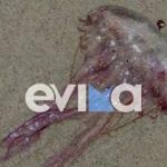 Γέμισαν Μωβ Μέδουσες Οι Παραλίες Της Εύβοιας